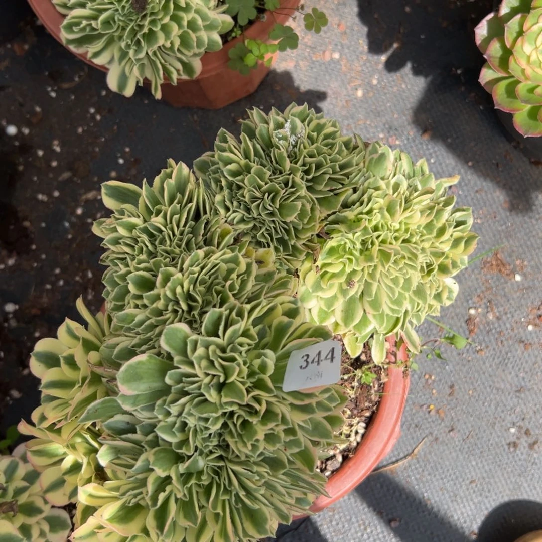【闪购商品】344迈子缀多肉