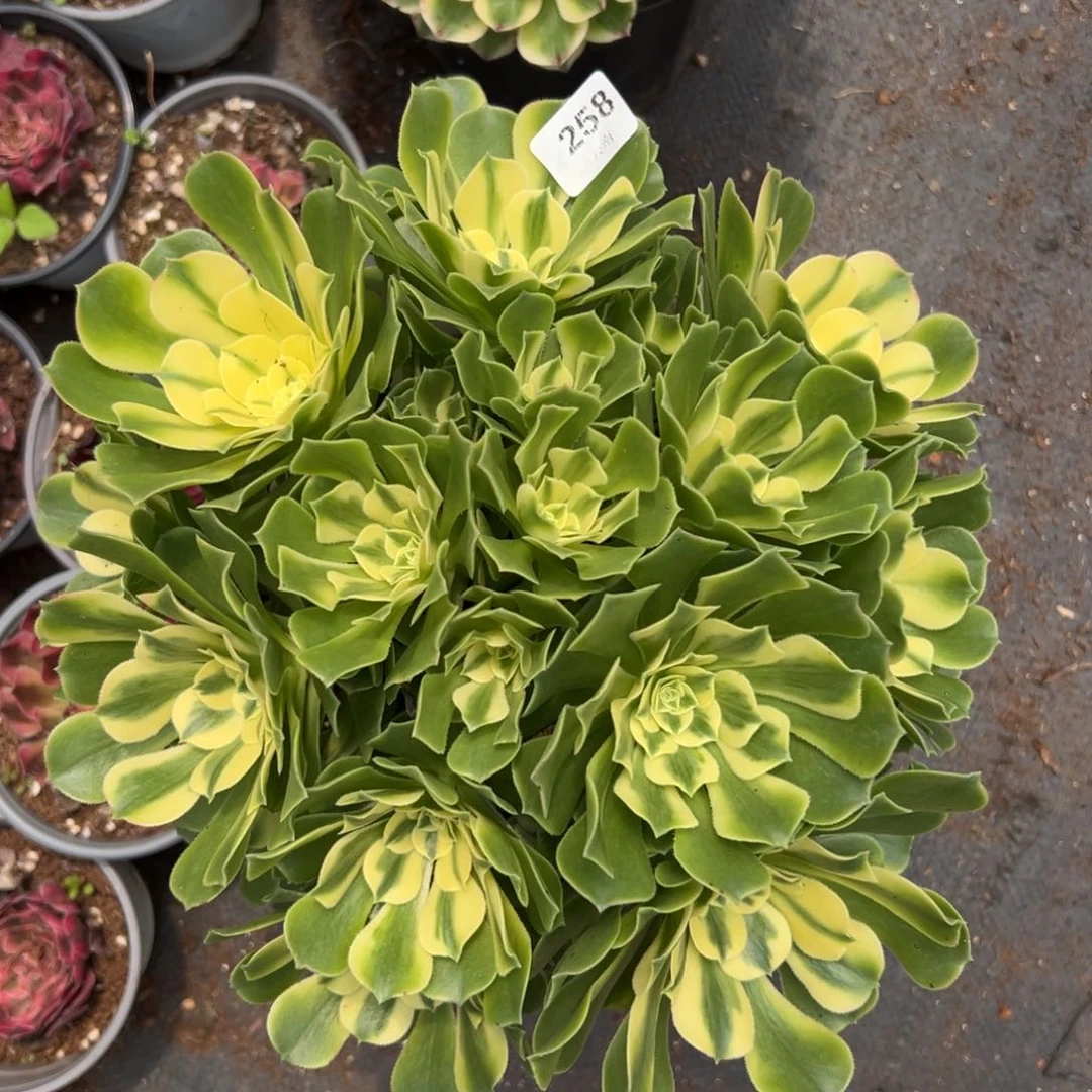 【闪购商品】258辛尼亚多肉