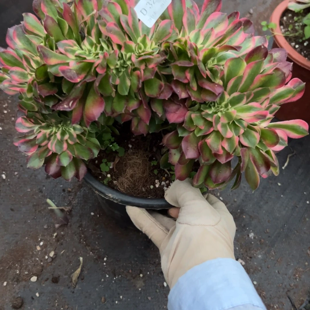 326香妃缀多肉云南发