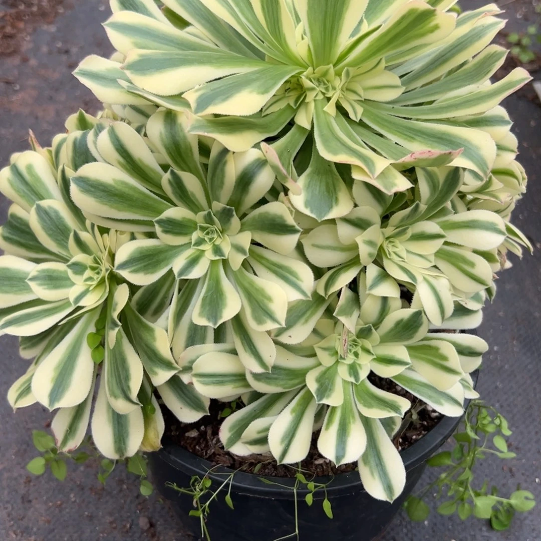 1922迈多肉一棵多肉