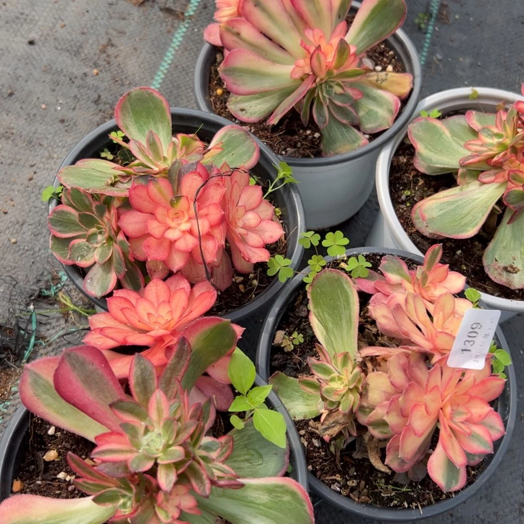 1309黑魔锦砍头量高锦