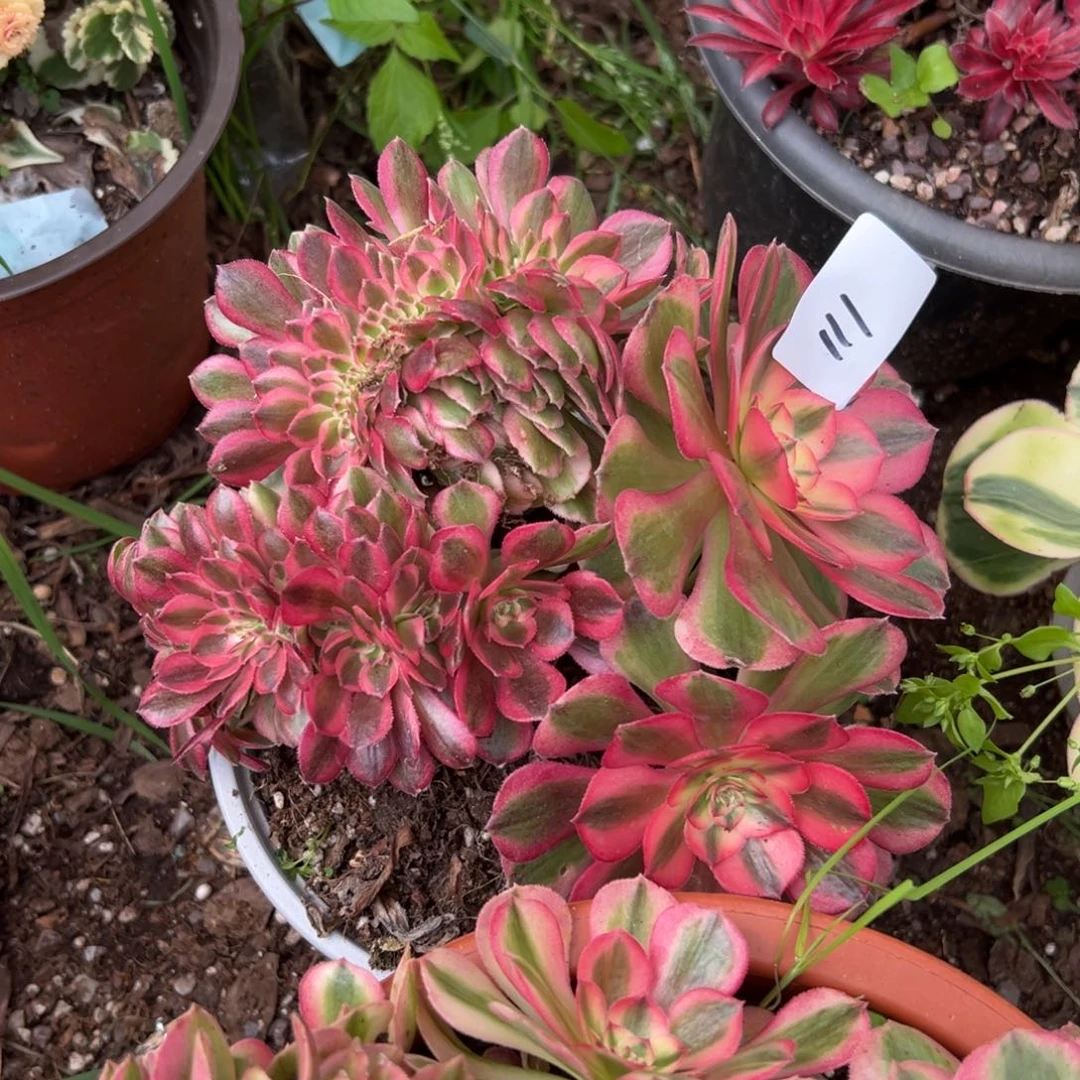 111倾城缀多肉一棵植物