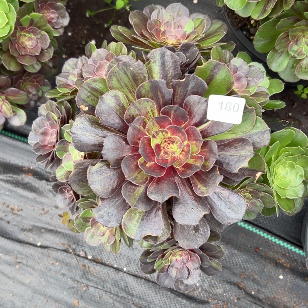 【闪购商品】180花月夜多肉