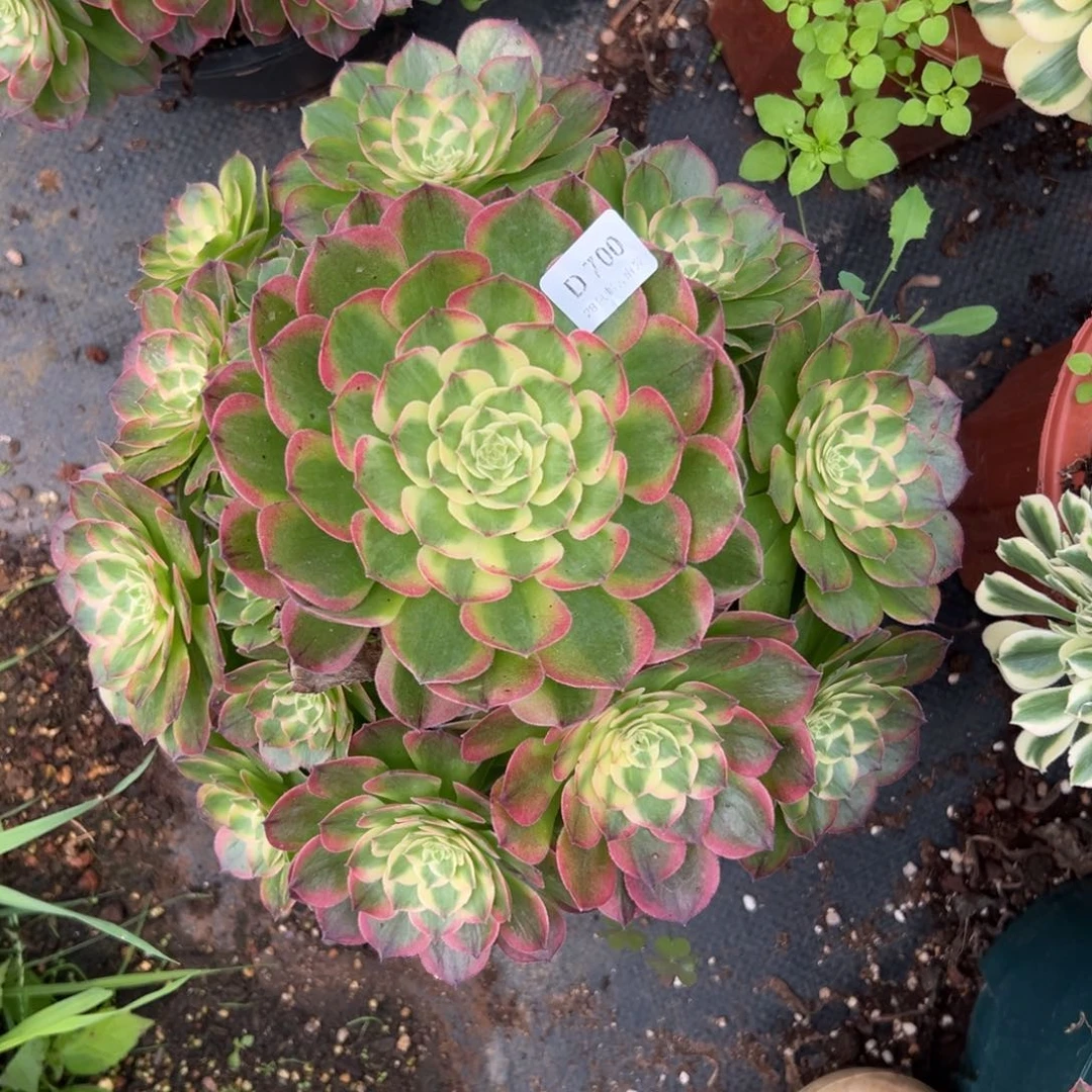 【闪购商品】700海王多肉
