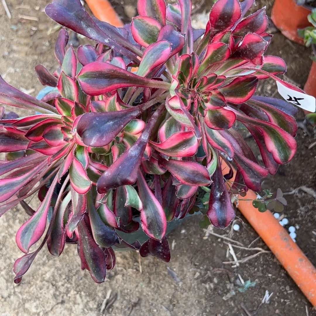 25香奈儿缀多肉植物山东发