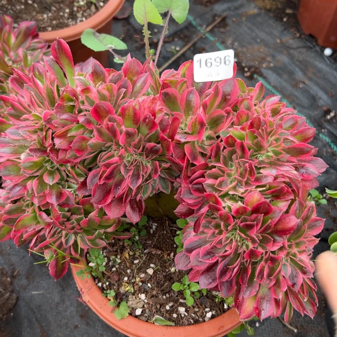 1696香妃缀多肉一棵