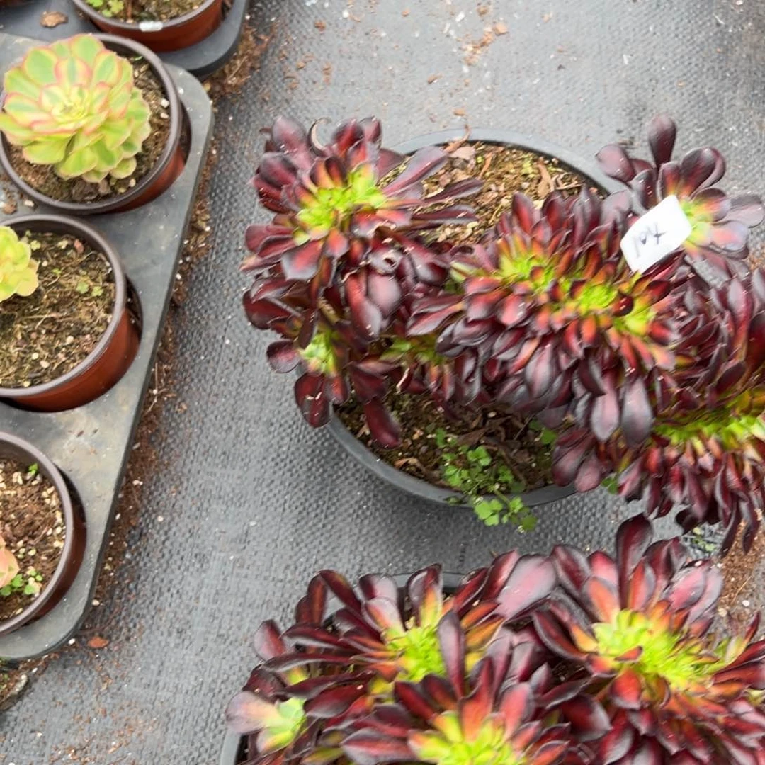 104话嘛缀多肉龙头断