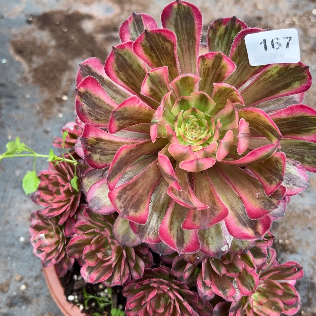 【闪购商品】167白月光多肉