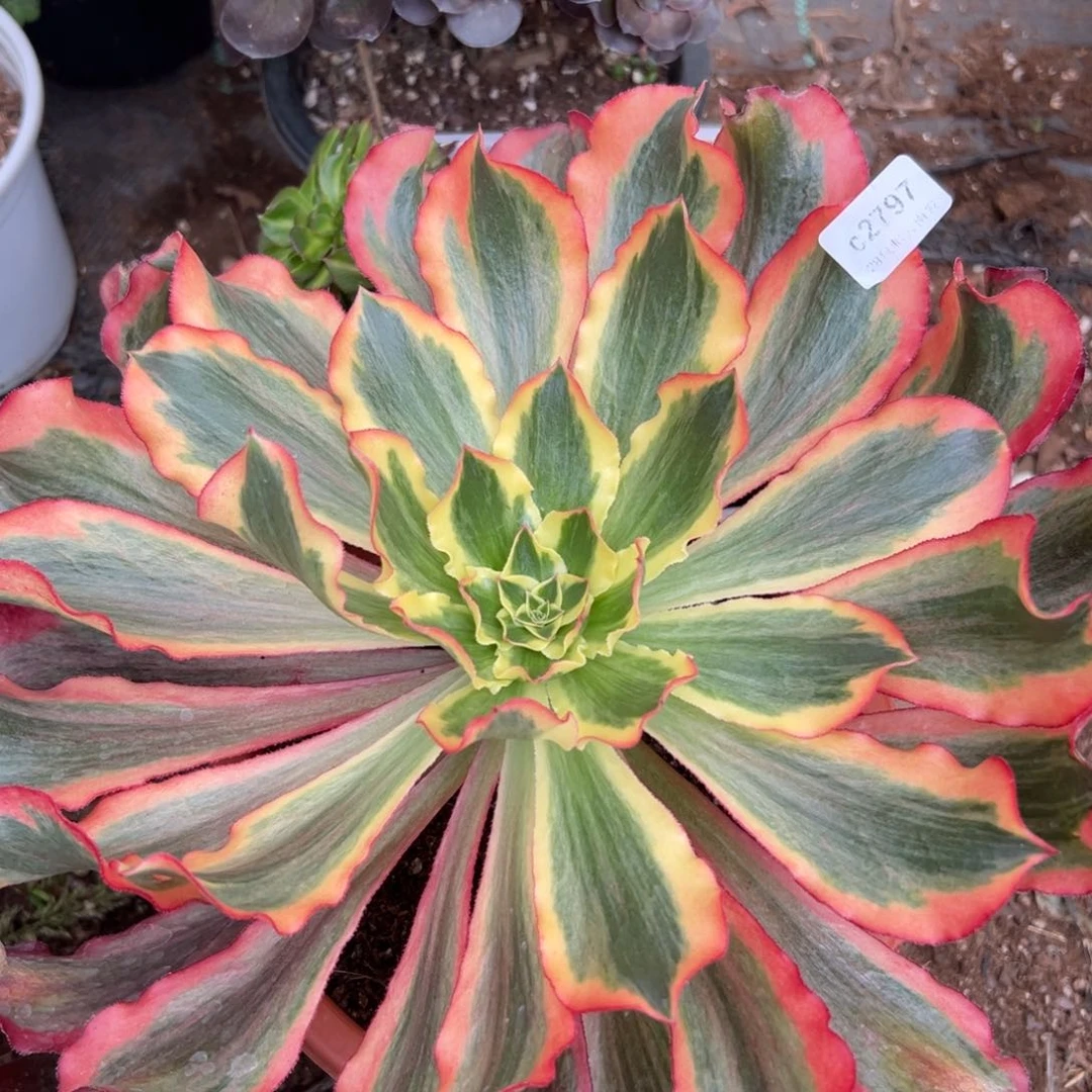 2797魅影多肉一棵