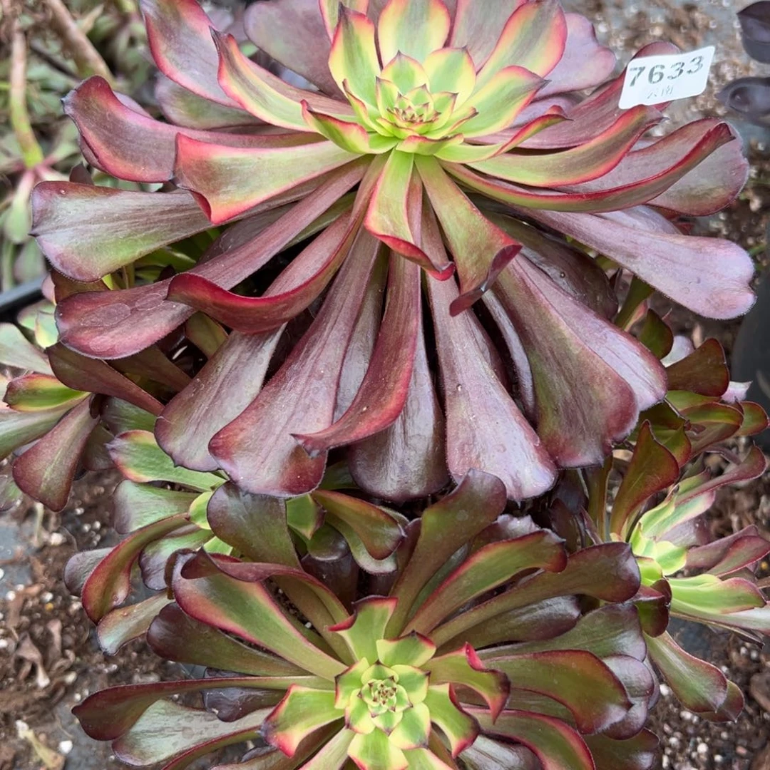 633美姬多肉一棵