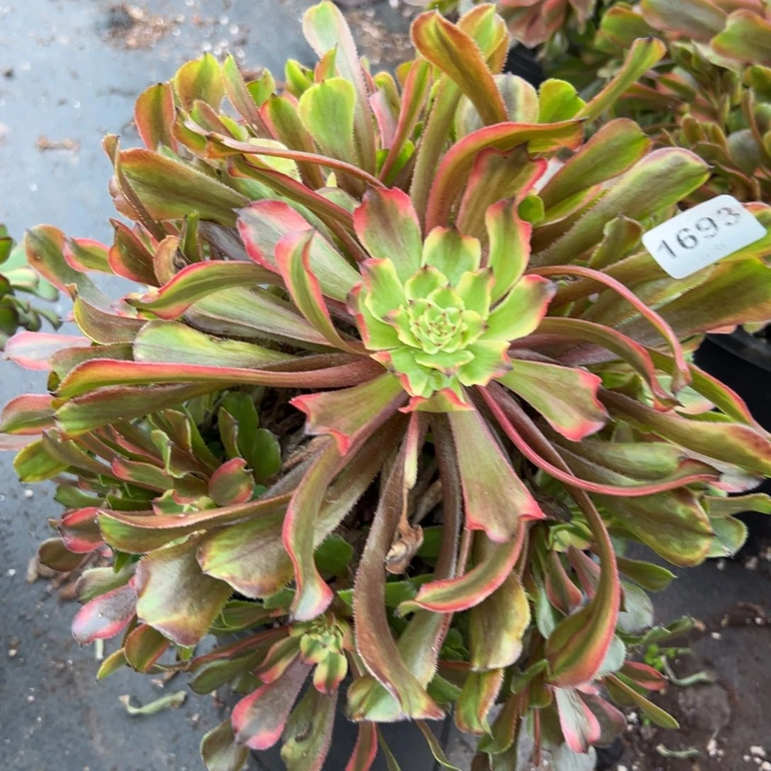 1693粉霞多肉一棵