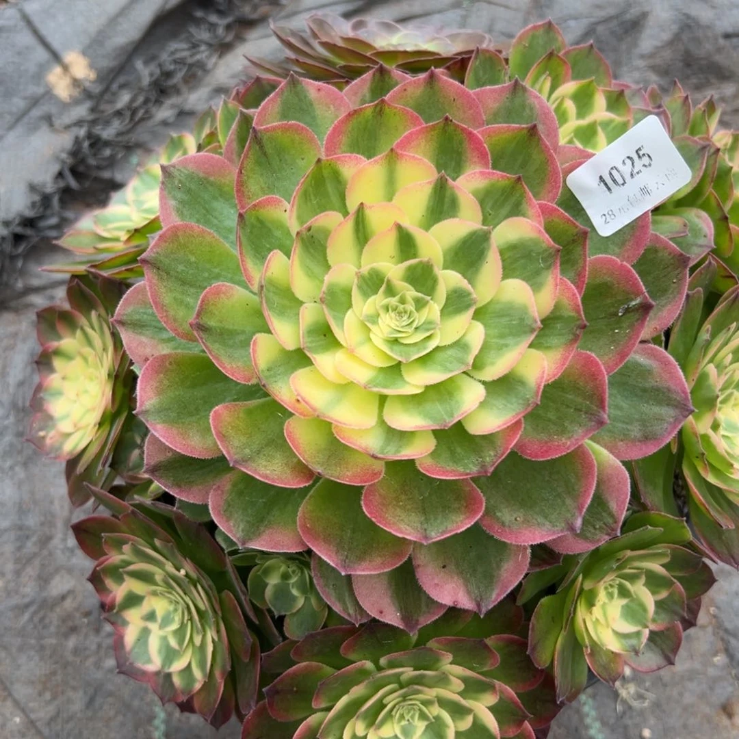 【闪购商品】1025海王多肉