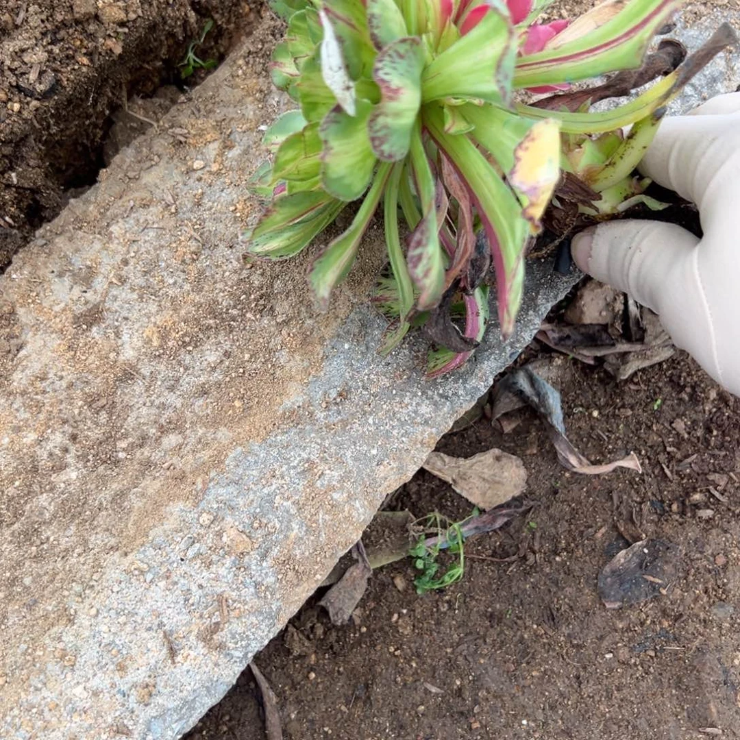 七***花49知否无根多肉植物山东发