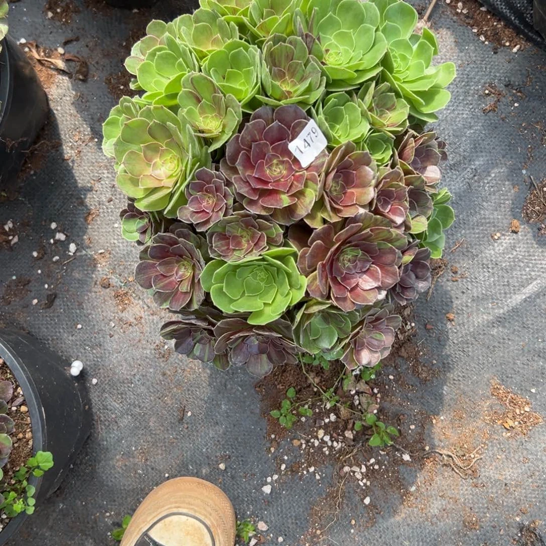 【闪购商品】1479花月夜多肉