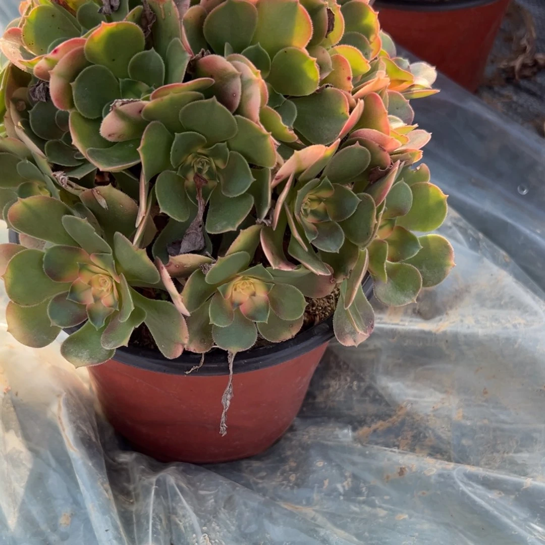 29香妃多肉植物徐州发