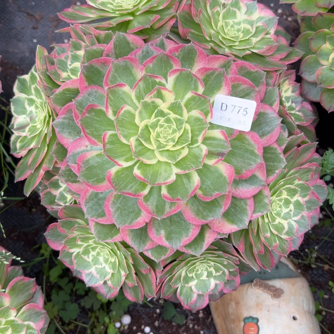 【闪购商品】775水蜜桃多肉