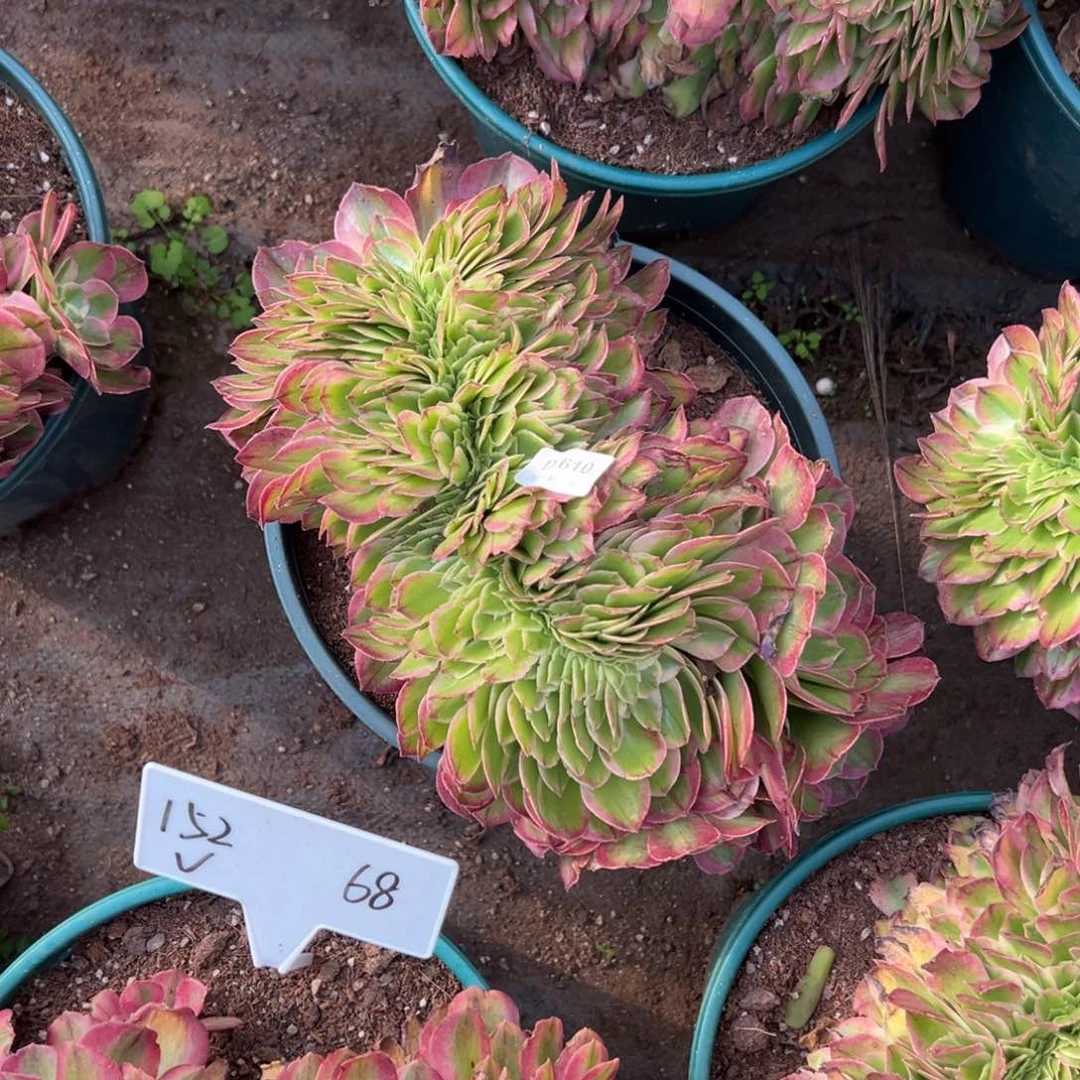 乐*610海王缀多肉云南