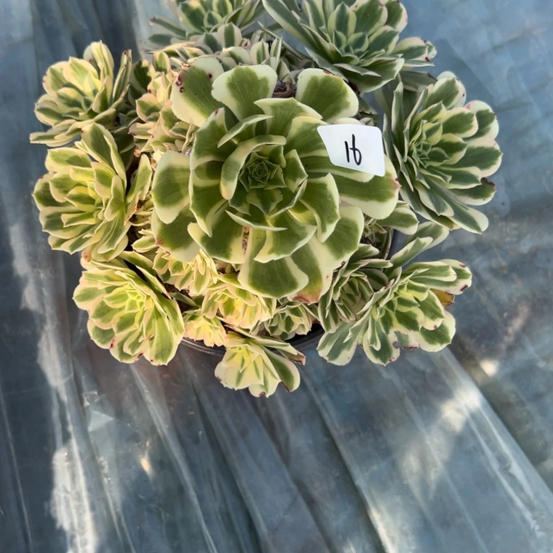 16迈多肉植物徐州发