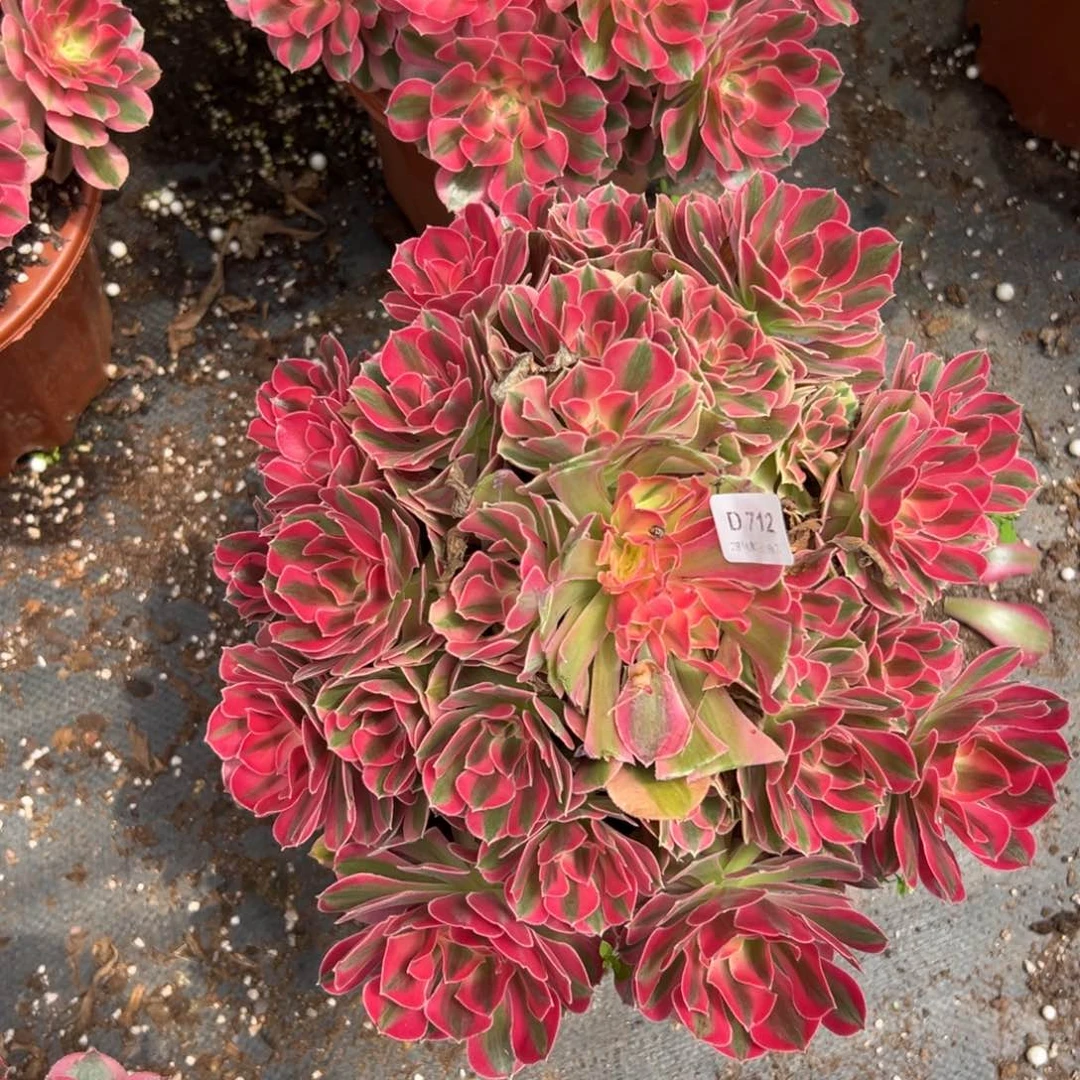 【闪购商品】712女巫多肉