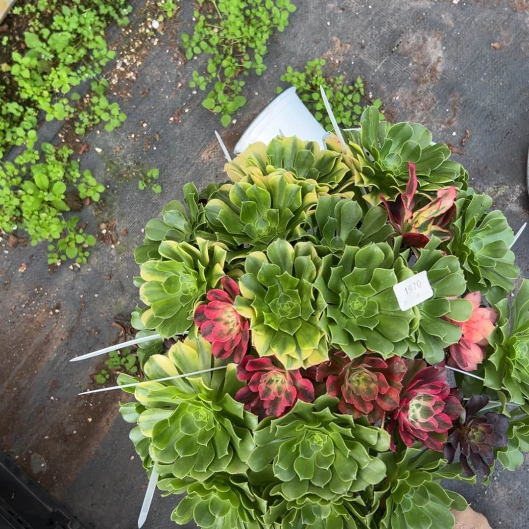 1970嫁接树多肉一棵