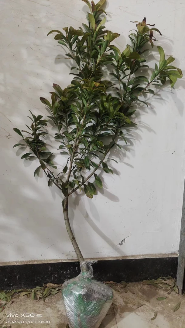 一物一拍盆栽地栽
