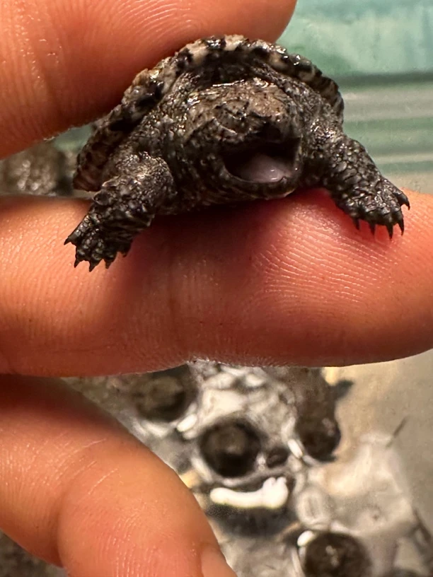 人工养殖，精杂佛，杂佛苗，鳄龟苗