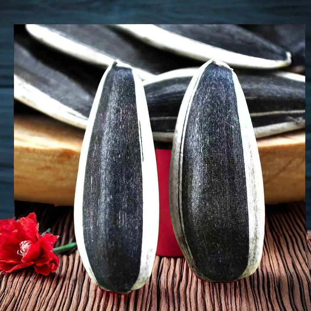 正宗新货新鲜内蒙古葵花籽大颗粒批发葵花团购特大厂家直销原味