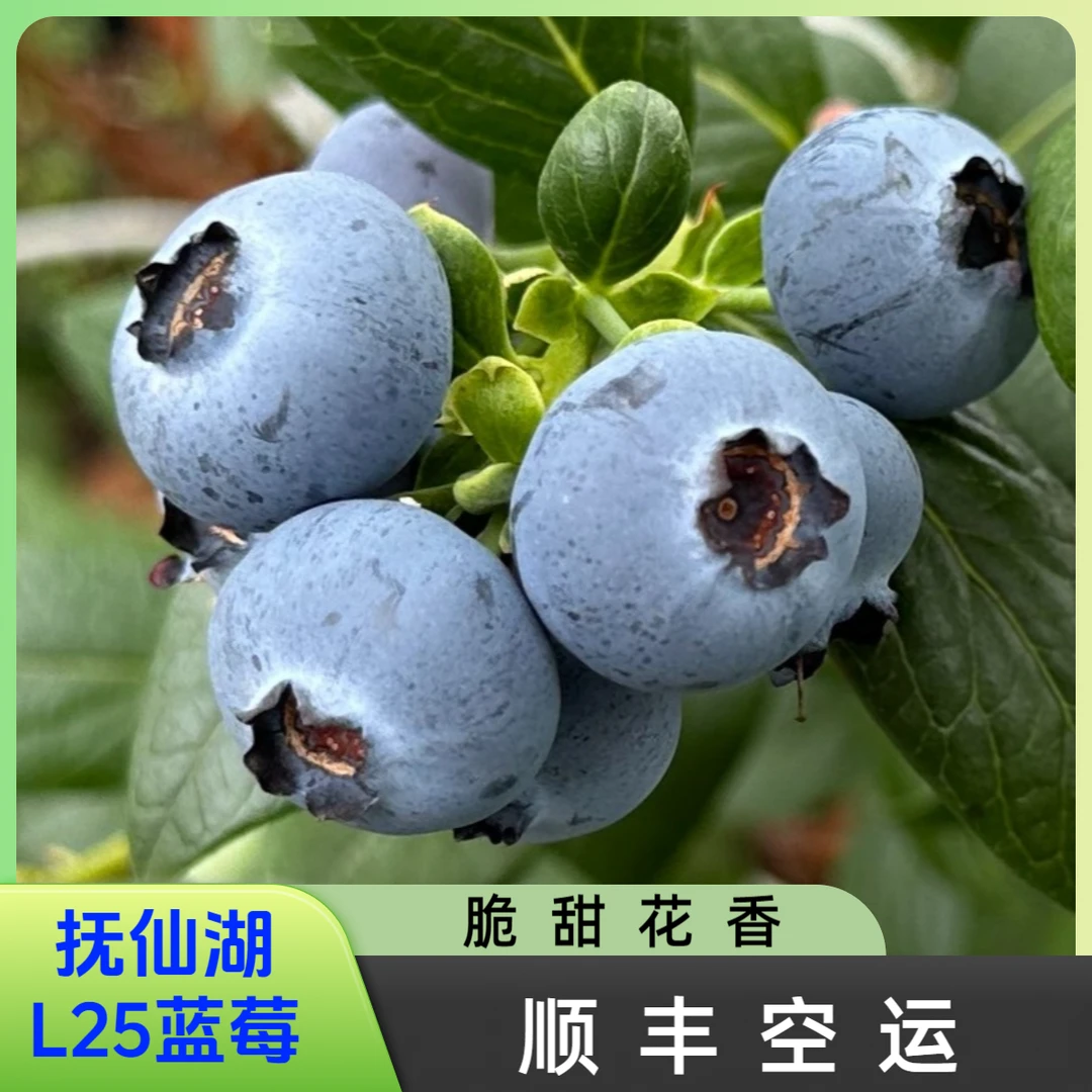【云南澄江抚仙湖L25花香蓝莓】自然成熟新鲜采摘顺丰产地直发