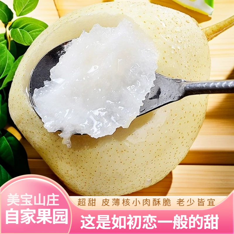 正宗山西酥梨2024应季水果超甜贡梨新鲜大白香梨子中大果整箱批发