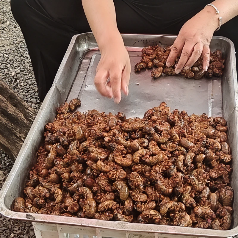 2025山东新鲜爬叉50只金蝉新鲜速冻爬叉猴知了龟烧烤油知了猴油炸
