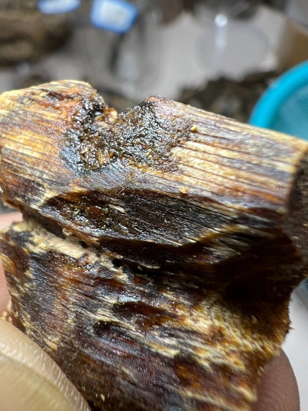沉香奇楠高油块料