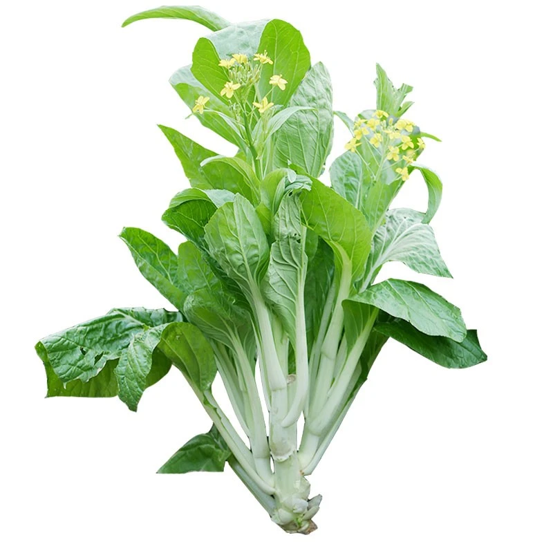 【白菜苔种子】甜菜苔种籽四季白菜苔菜蔬菜种子菜芯莱菜籽种子H