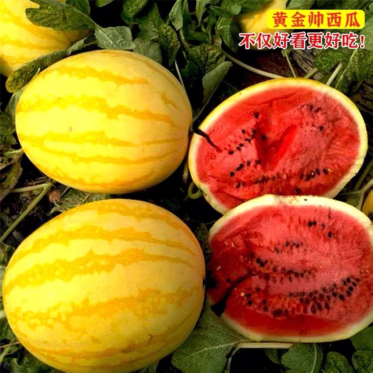 精选西瓜种子新甜王礼品西瓜种子黄皮红壤脆甜西瓜种子春夏秋季 H