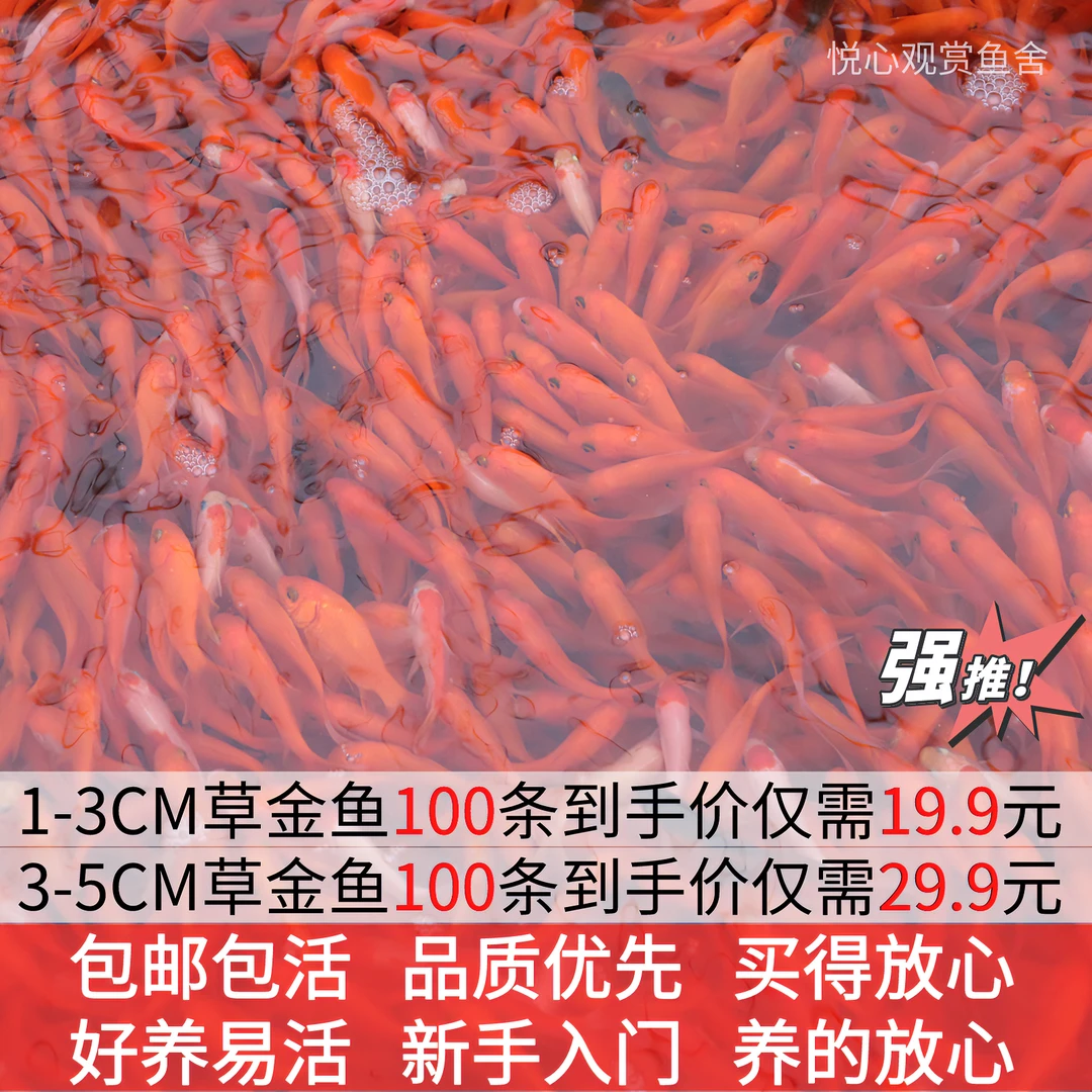 包邮草金鱼冷水淡水鱼观赏鱼红草金鱼黑草金好养易活不怕冷饿水族
