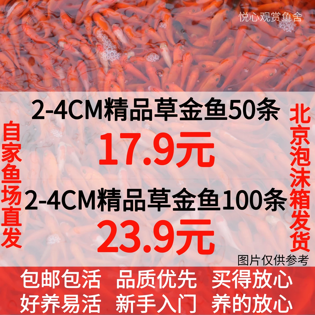 草金鱼2-4CM草金鱼100条活体水族观赏鱼耐活好养鱼场直发包邮包活
