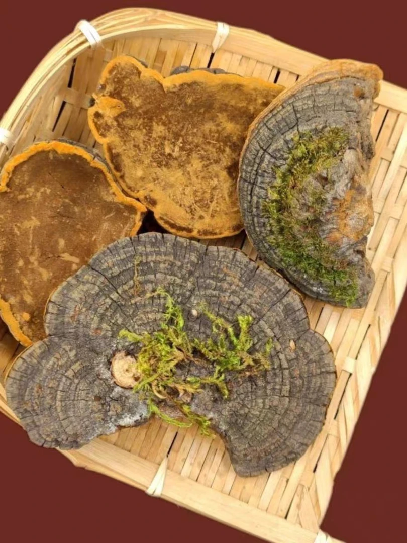 云南佳佳野生 山货   桑树桑黄250/500g