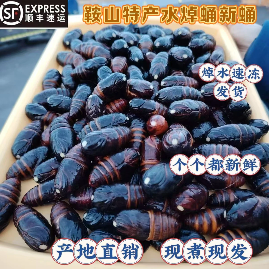 东北鞍山特产蚕蛹茧蛹柞蚕鲜活水焯蛹黄蛹黑蛹野生焯水速冻顺丰