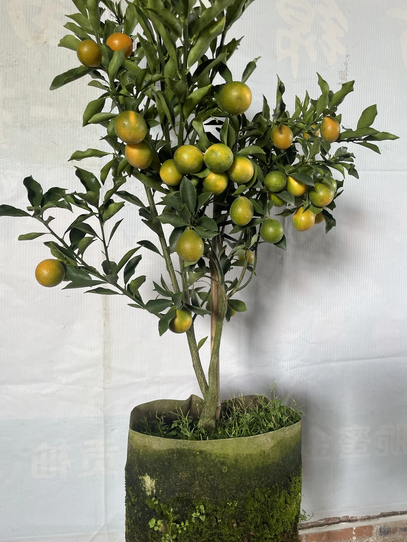 脆密三代盆栽绿植、庭院-阳台盆栽、地栽（一物一拍）