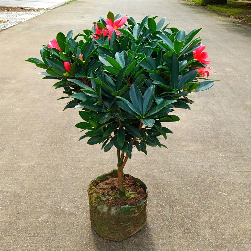 四季杜鹃红山茶树苗盆栽红色 四季茶花开花不断 室内阳台庭院绿植