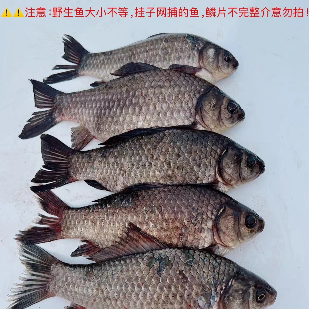 由米由家 天然原生态野生鲫鱼 2.5公斤