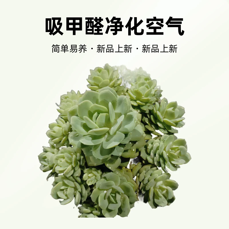 6月5日大师兄多肉001-200