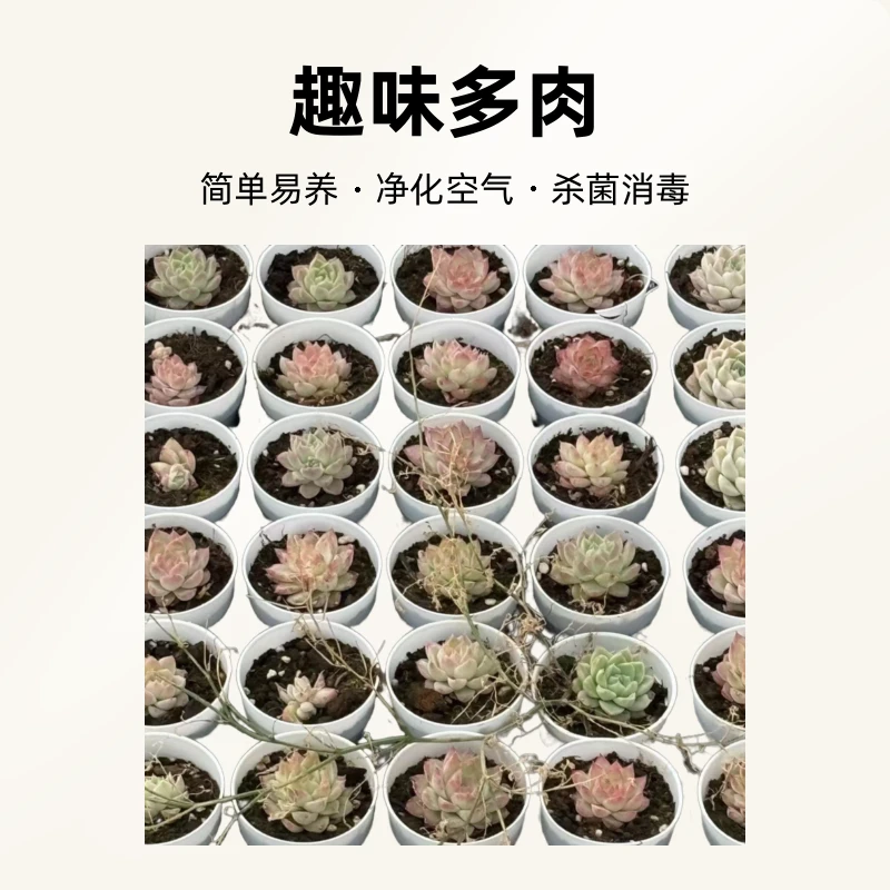 9月22日大师兄多肉201-300