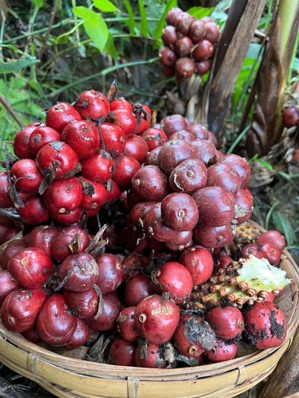 大山新鲜草果现采现发