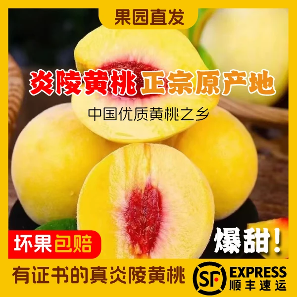 高山脐橙产地直发