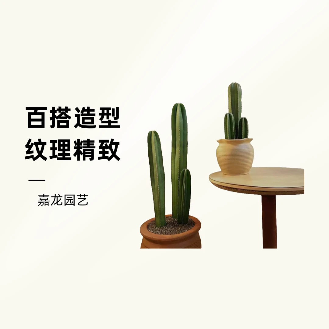 网红植物白云阁仙人柱纹路细腻皮肤光滑阳台庭院造景美观微刺观赏