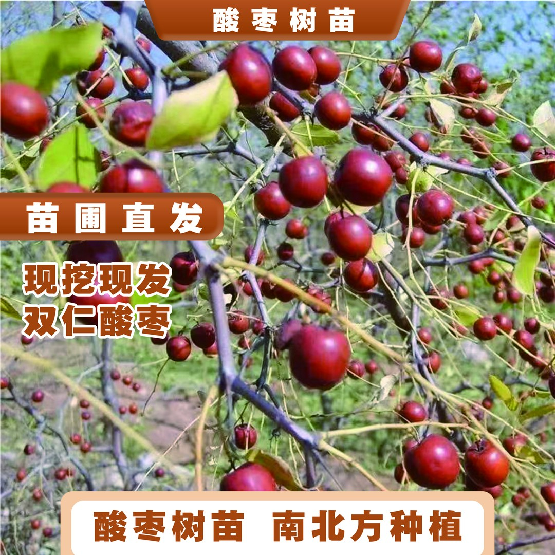 酸枣树苗双仁山枣树苗种苗新品种耐寒盆栽地栽南方北方种植果树苗