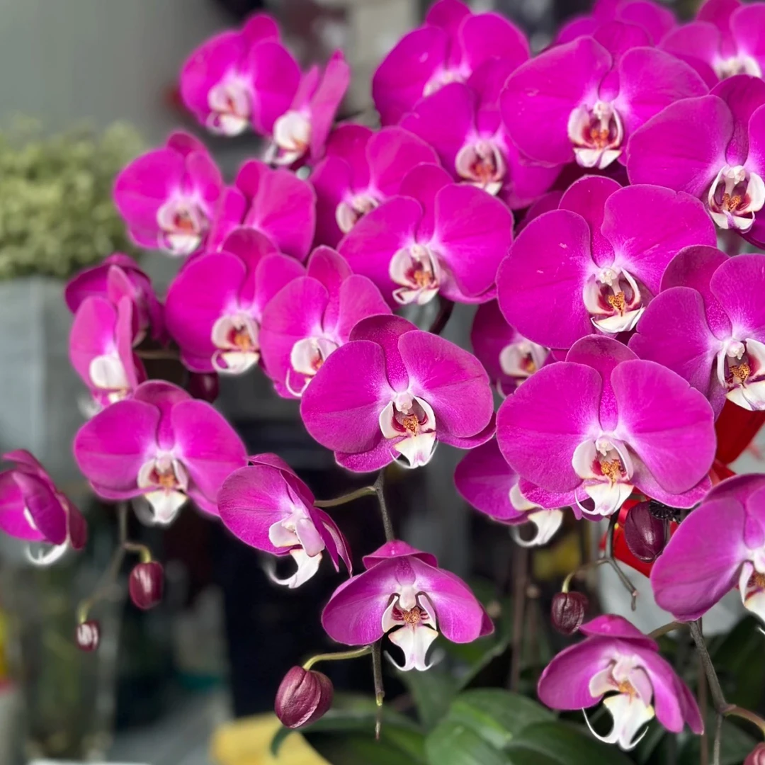 【10株青梅竹马蝴蝶兰】带瓷盆带花带花苞发货