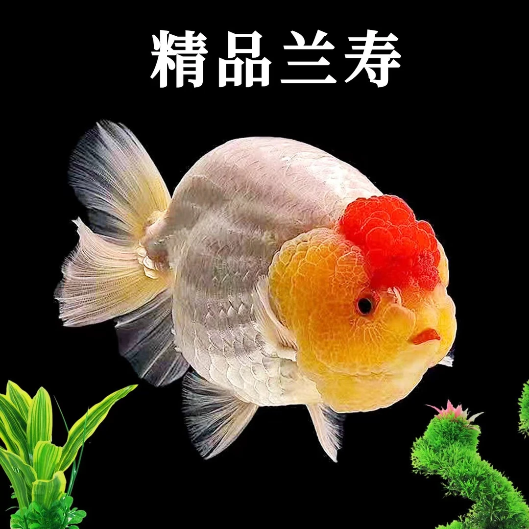 兰寿，活体精品红色冷水观赏鱼饲养小型，小舅子渔场直营