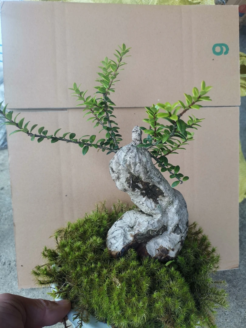 云乡满绿植花卉盆景