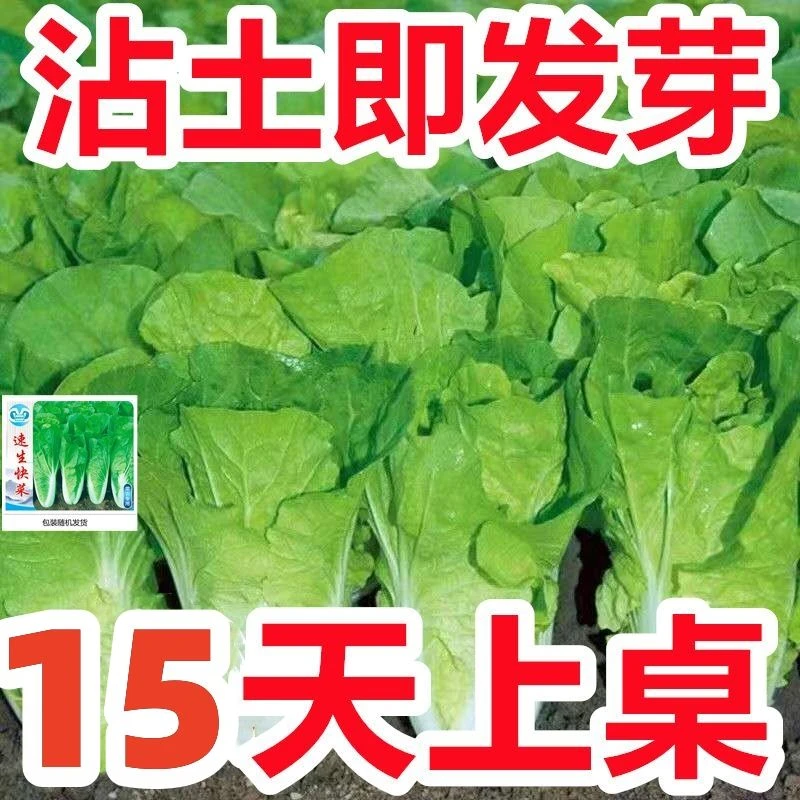 【15天速生】奶油快菜种子蔬菜青菜菜籽快菜籽四季小白菜菜种大全